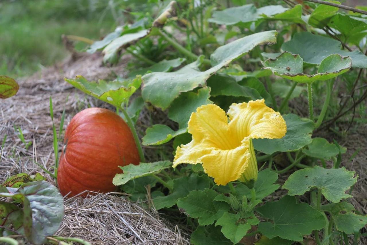 Les Jardins D'Atyoula Losse Dış mekan fotoğraf